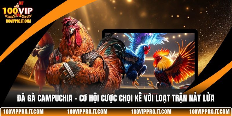 Đá Gà Campuchia - Cơ Hội Cược Chọi Kê Với Loạt Trận Nảy Lửa