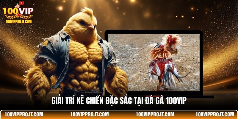 Giải trí kê chiến đặc sắc tại đá gà 100VIP