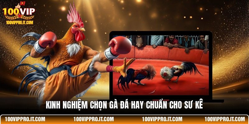 Kinh nghiệm chọn gà đá hay chuẩn cho sư kê