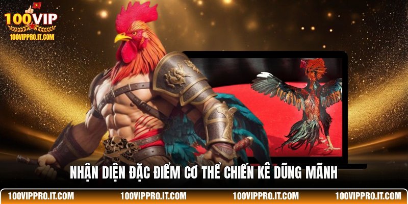 Nhận diện đặc điểm cơ thể chiến kê dũng mãnh