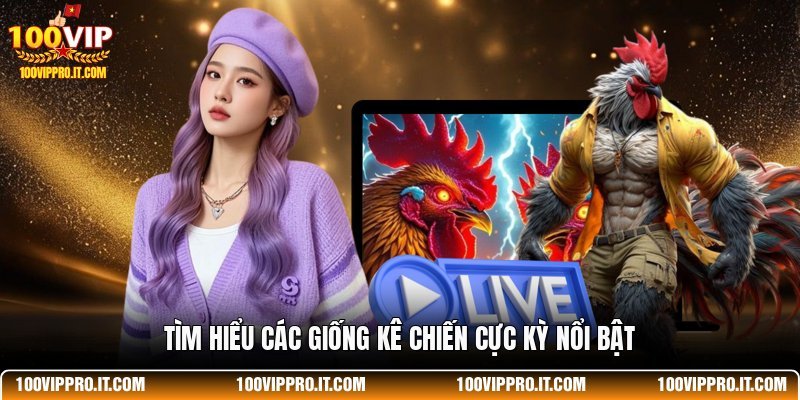 Tìm hiểu các giống kê chiến cực kỳ nổi bật